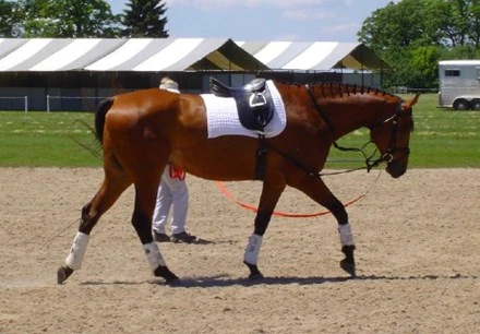 A bay dressage horse on the lunge line
