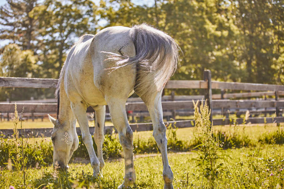 Flea bitten grey horse grazing on pasture