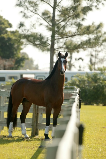 An alert horse in the paddock with turnout boots on his legs.