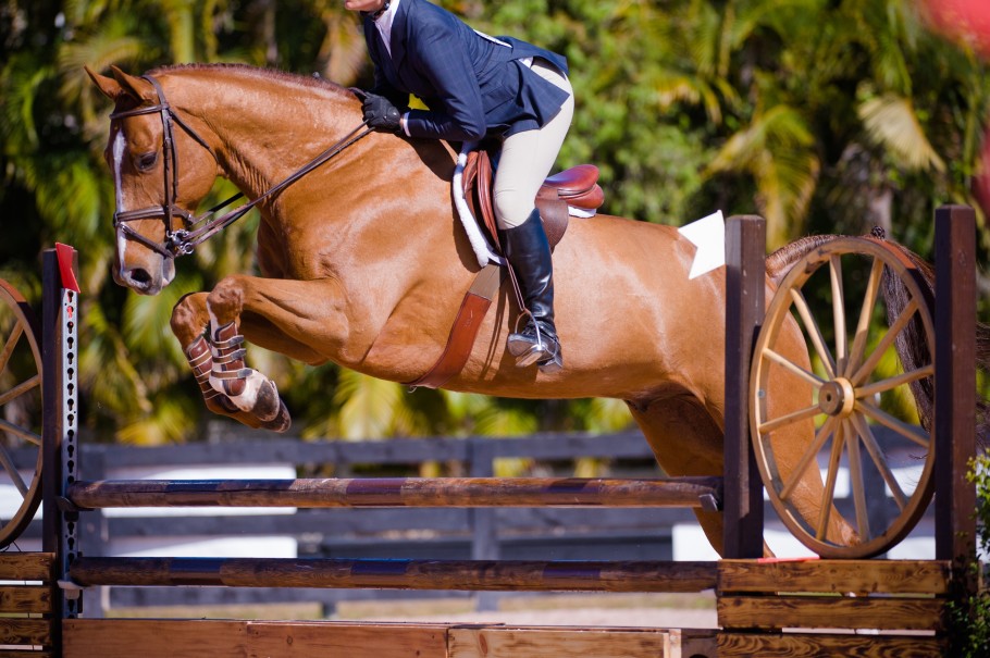 A chestnut equitation horse jumping at a show