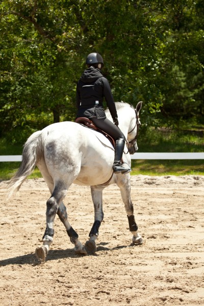 Warmblood dapple grey horse trotting under saddle.