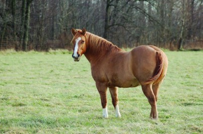 Ask the Vet: Feeding Glucosamine to Insulin Resistant Horses