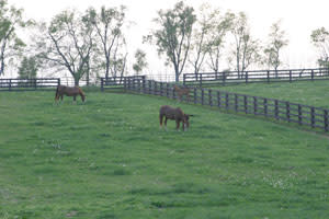 Transitioning from Pasture: What are the Risks?