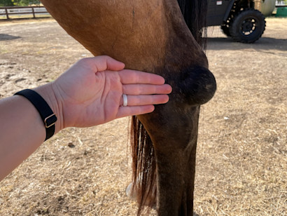 large thoroughpin in a horse's hock compared to hand