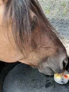 Cool Treats for Hot Days: Homemade Popsicles Your Horse Will Love