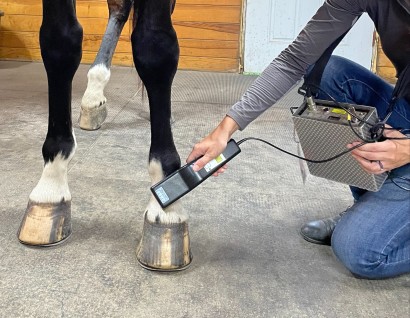 Laser therapy being administered on a horse's pastern.