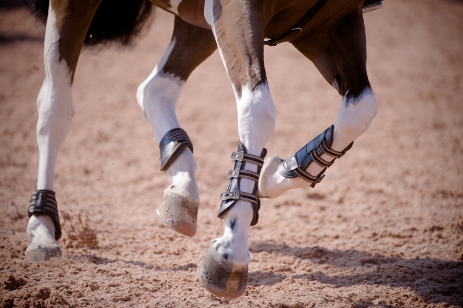 A horse cantering wearing sport boots on all four legs. 