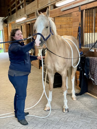 PEMF therapy being performed with a magna wave device on the back of a palomino pony. 