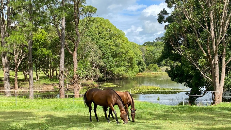 Two bay horses grazing in a lush field next to a lake.