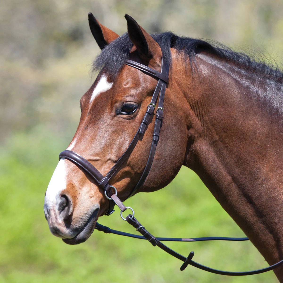 Horse Bridle Guide - What Bridle Should I Choose?