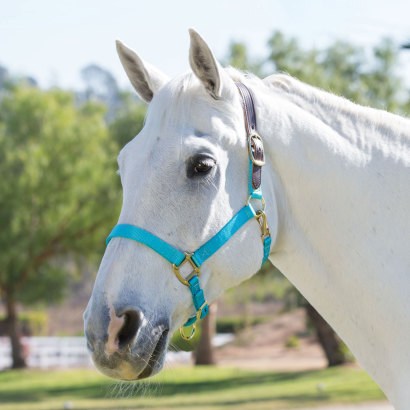 A grey horse in a turquoise blue breakaway halter
