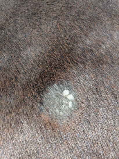 A sarcoid that is Occult (a flat tumor) with hair loss, scales, and crusting 