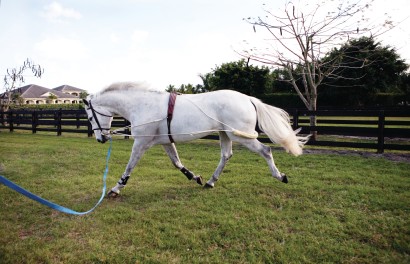 grey horse on pessoa lunging system