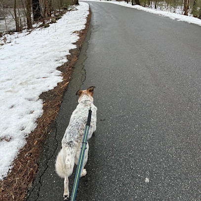 How I Keep My Cattle Dog Active in the Winter