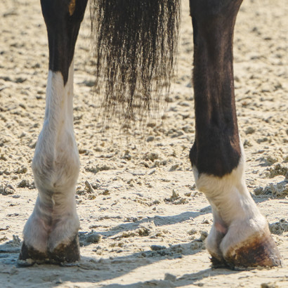 Windpuffs on a horse's back legs