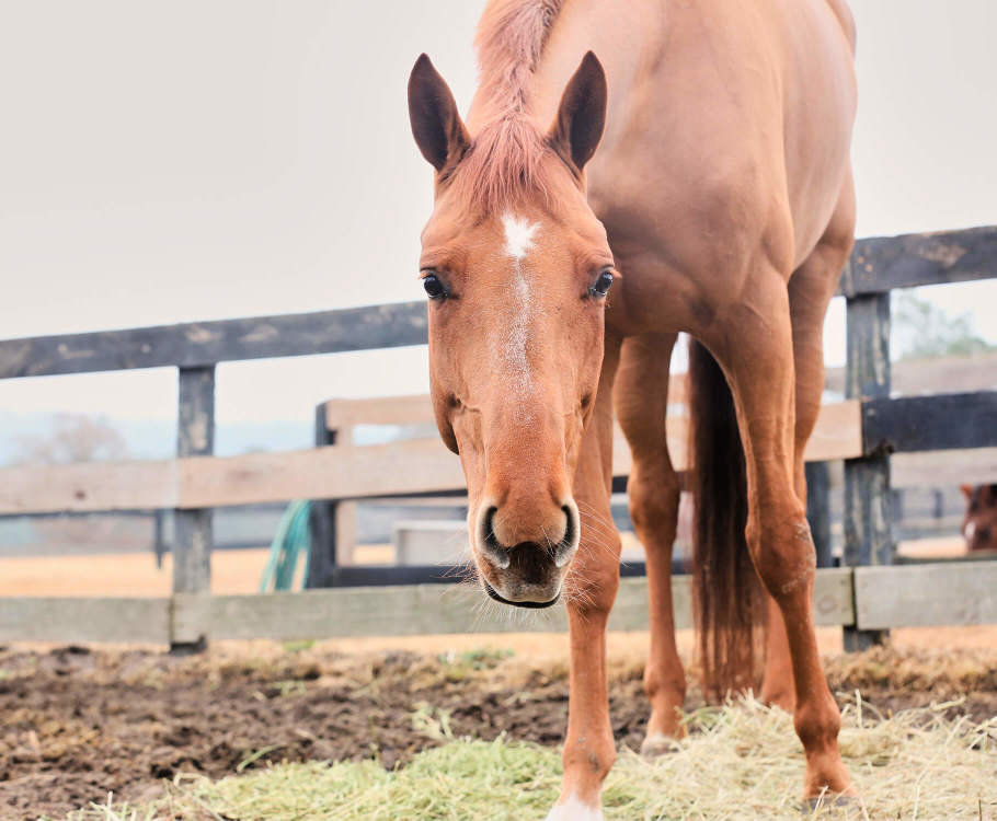 Chestnut horse in dirt paddock with flakes of hay