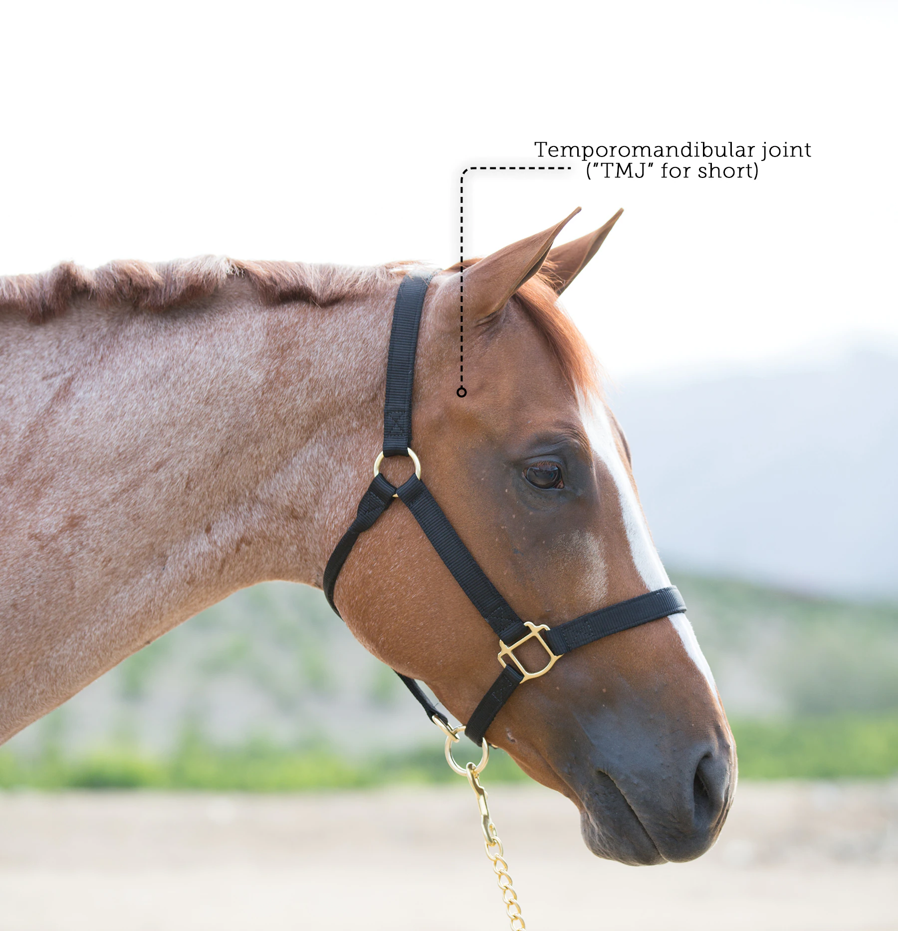 side view of a horse showing where the temporomandibular joint or TMJ is located