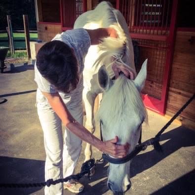equine chiropractor adjusting horses head and neck region
