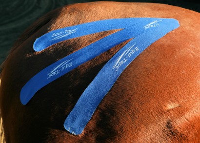 The Hock Module, Horse Hock Injury