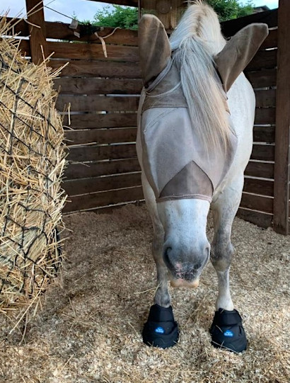 Grey horse in Easyboot Cloud hoof boots in a stall