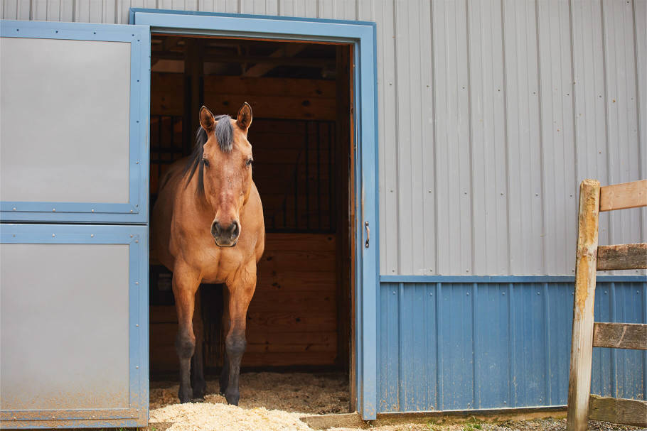 Light bay horse standing in open doorway of stall