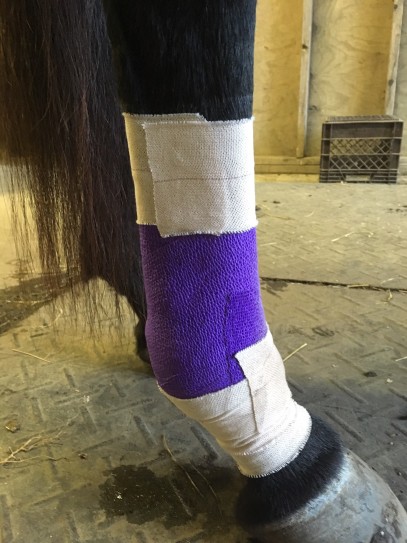 Tips & Tricks for Equine Wound Bandaging
