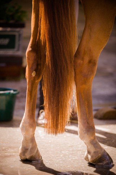 A chestnut horse's back legs