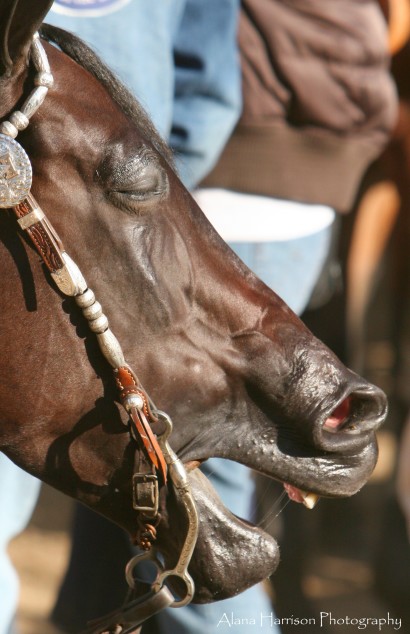 A dark bay western horse coughing.