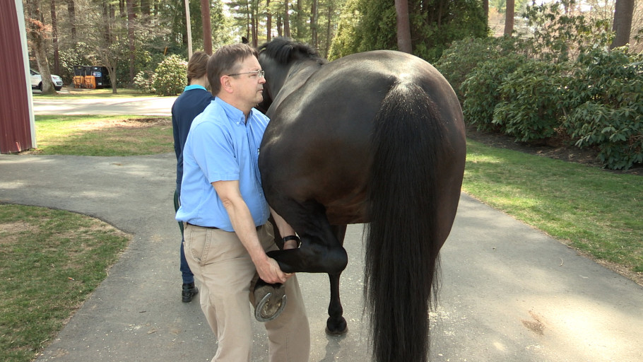 vet flexing leg of horse during a pre-purchase exam