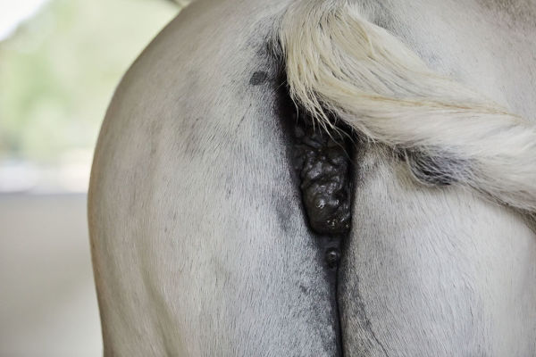 Grouping of melanomas on a grey horse's perineum
