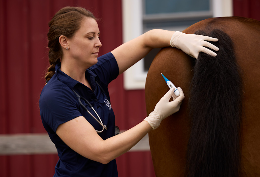 Veterinarian taking a horse's rectal temperature with a thermometer.