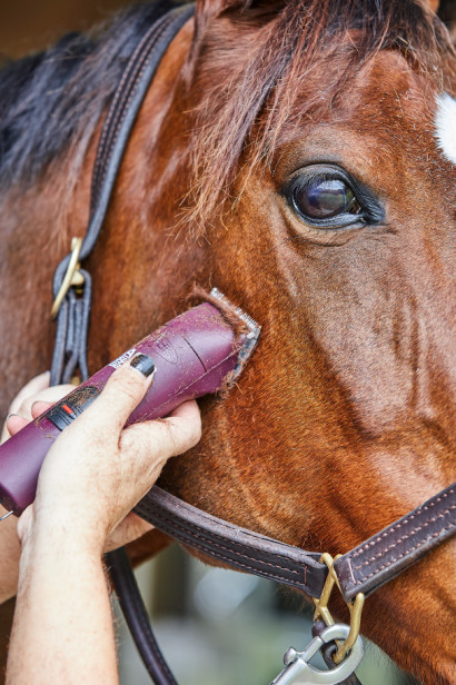 body clipping a bay horse's cheek