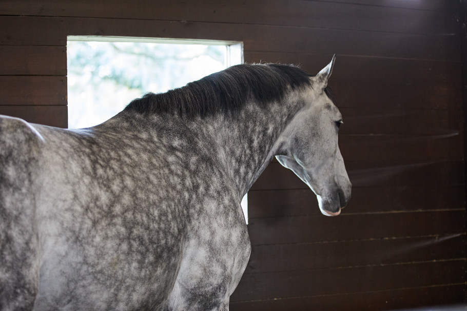 dapple grey horse standing in dark stall