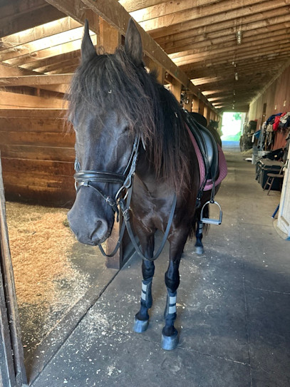SmartEquine Supplement Review: SmartStride Senior for my striding senior horse