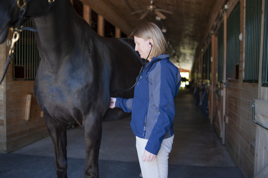 A veterinarian listening to a horse's heart sounds with a stethoscope