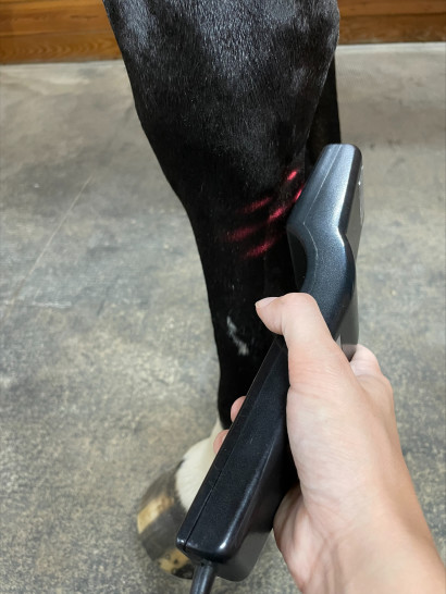 Cold laser therapy on a horse's leg.