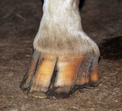 Cracks on a horses hoof