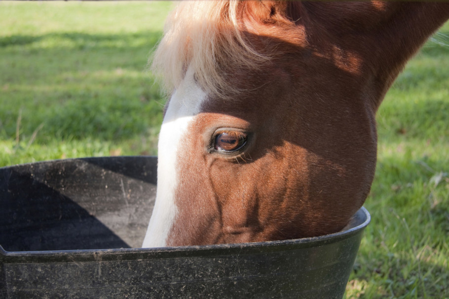 Pony eating out of a feed tub outside