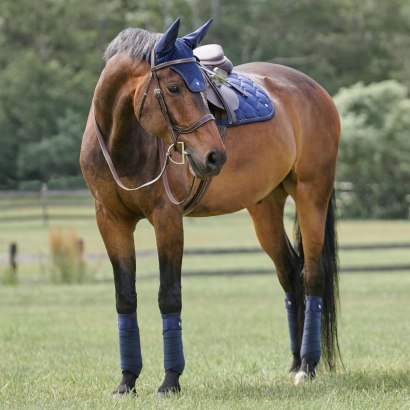 bay horse in navy color scheme