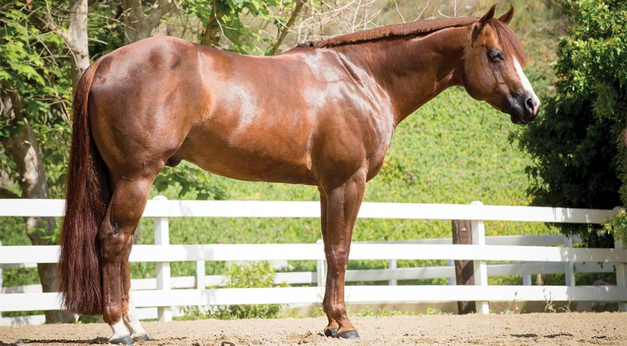 Chestnut Quarter horse