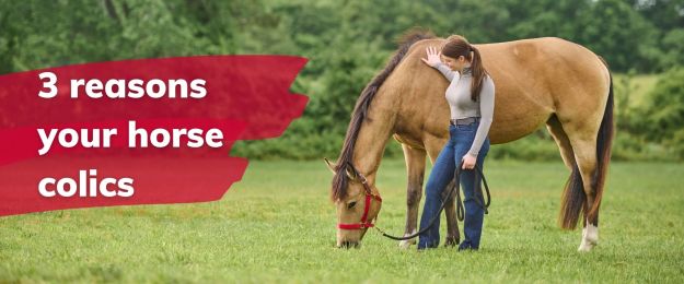 3 reasons your horse colics