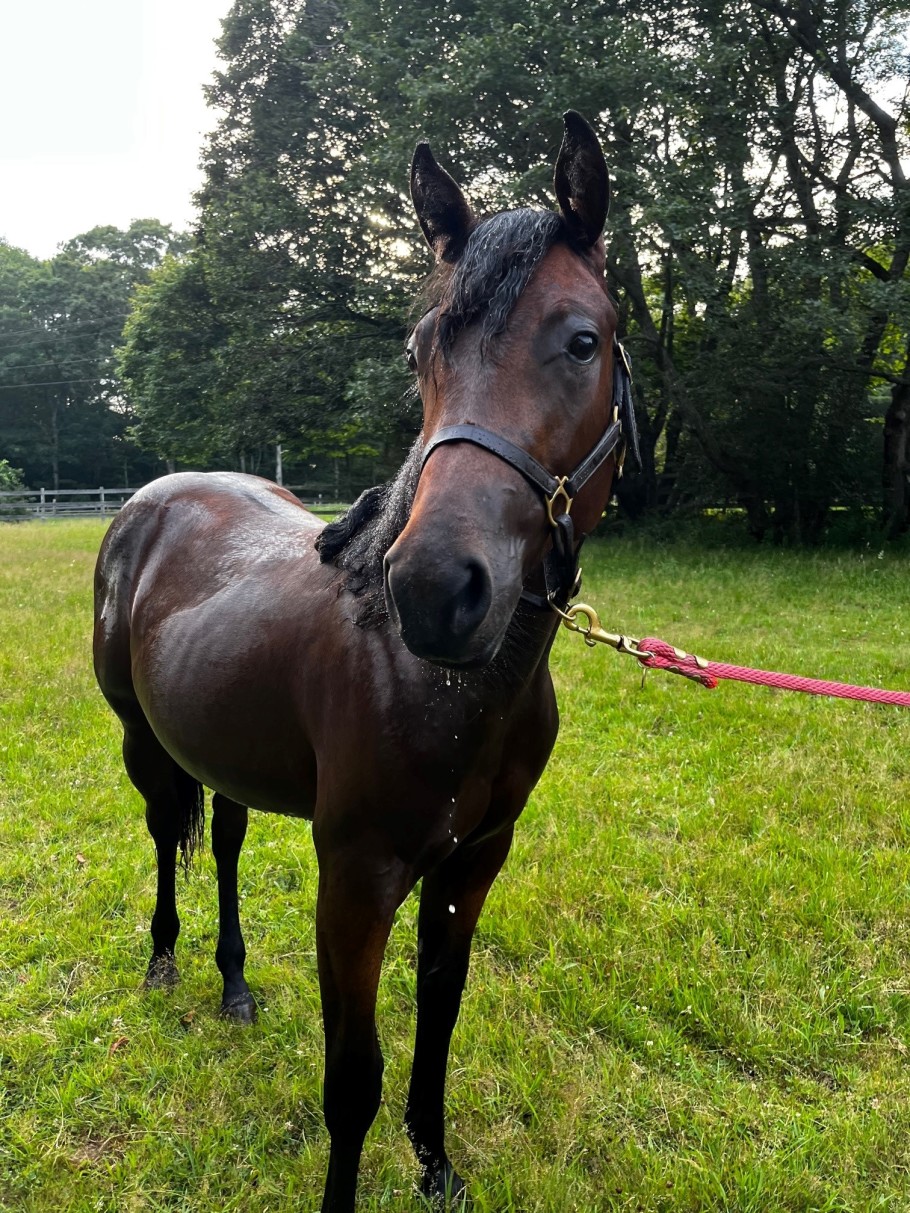 Bay yearling horse drying in a field after her first bath.