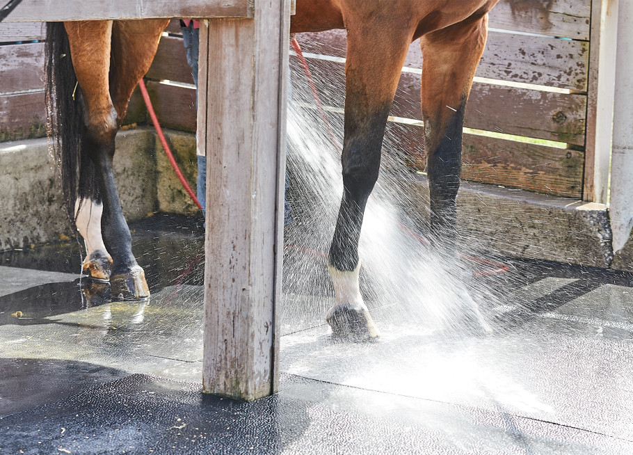 horse in wash stall getting hosed down
