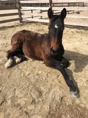 Nap Time! When and Why Young Horses Lay Down & Sleep