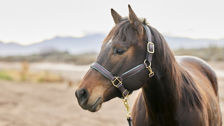 bay quarter horse standing in a halter