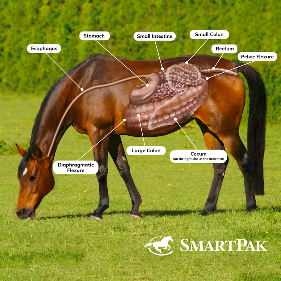 Anatomy of the horse digestive system labeled diagram