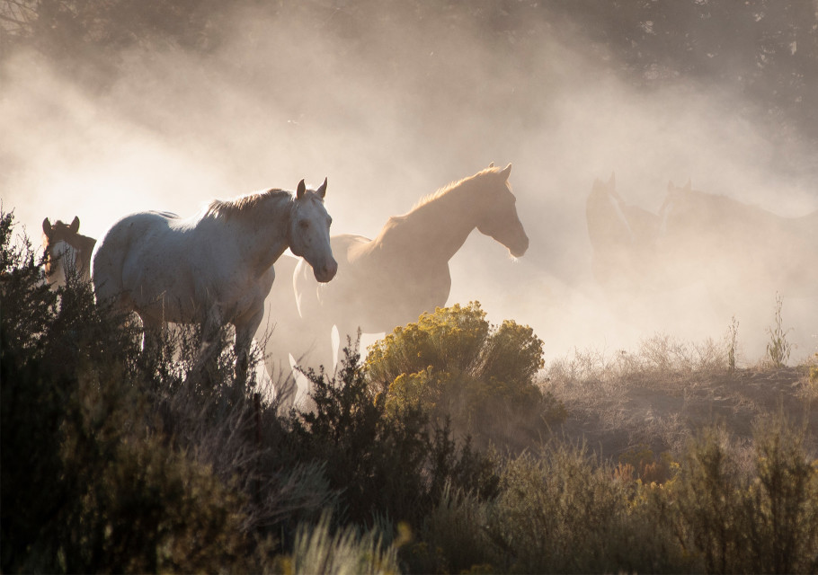 Two horses standing in hazy paddock with wildfire smoke.