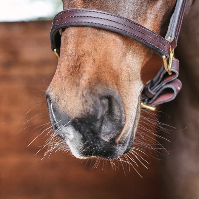 A bay horse's nose. 