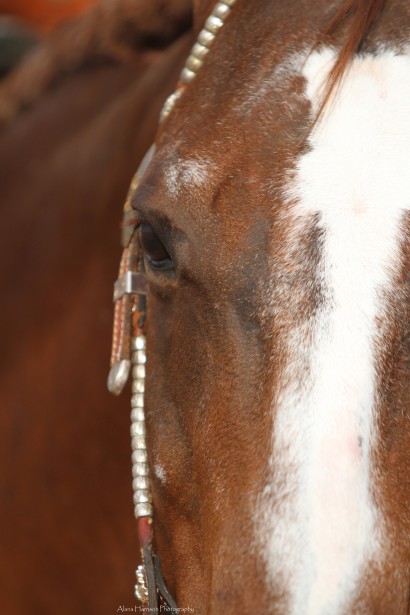 chestnut horse with hair loss on the face near the eyes