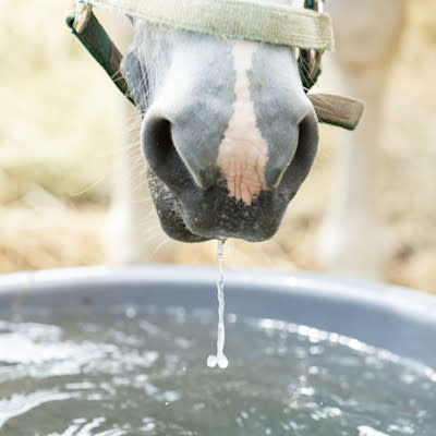 A grey horse drinking from a water tub in a paddock.